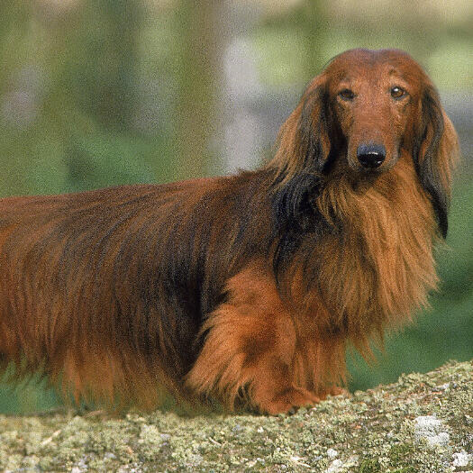 Long haired dachshund coat type hotsell